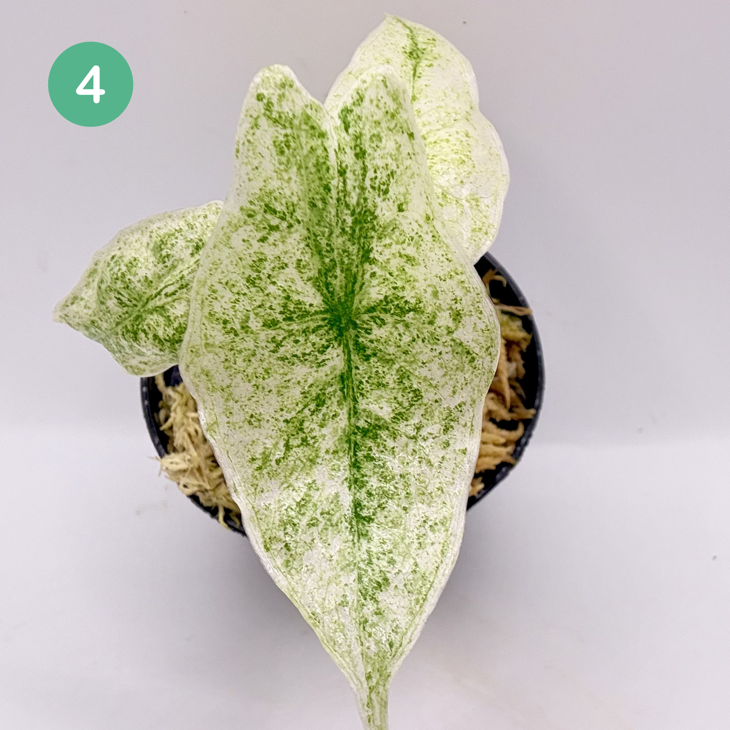 Alocasia Longiloba Mottled Variegata