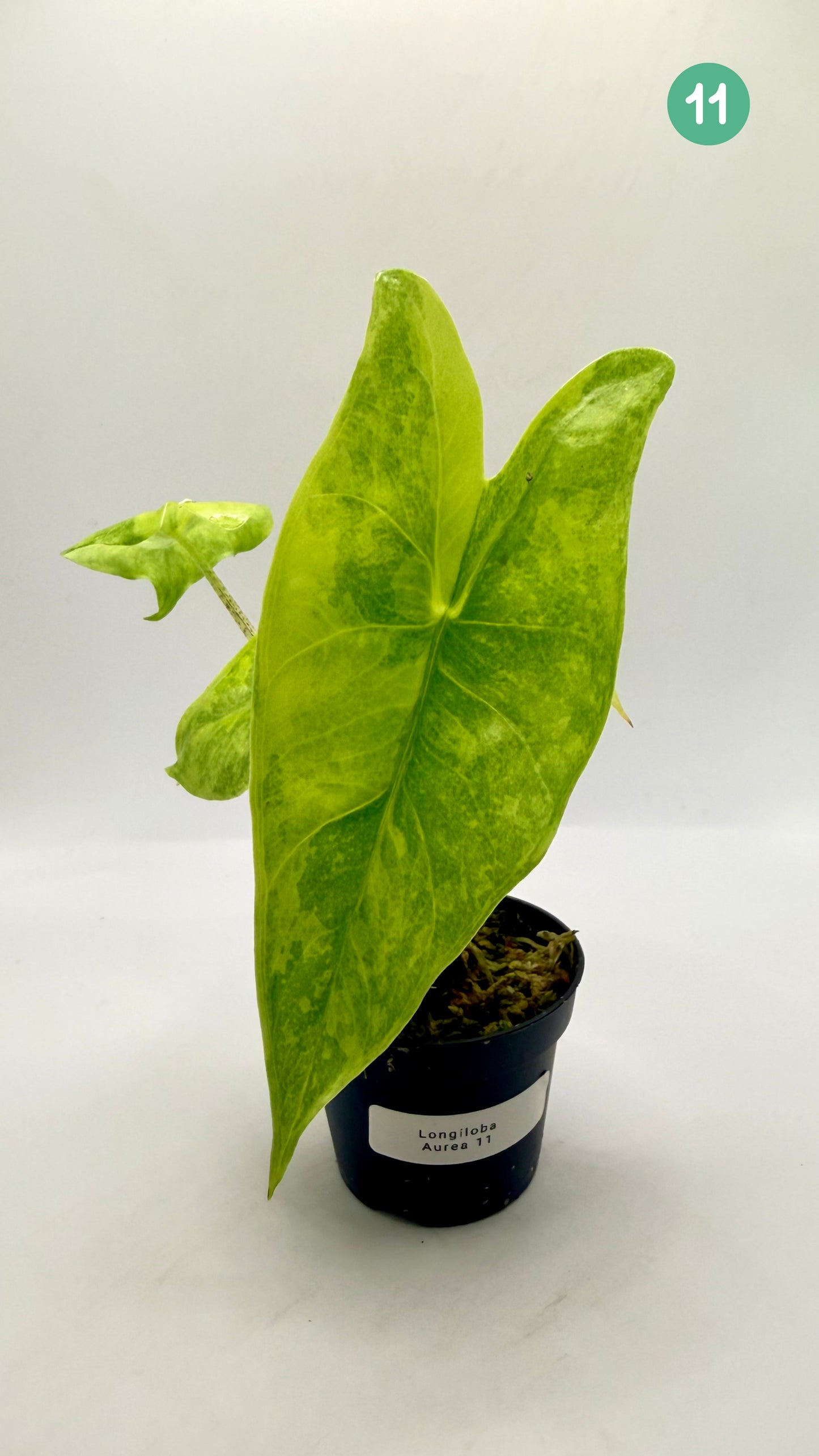 Alocasia Longiloba Aurea Variegata