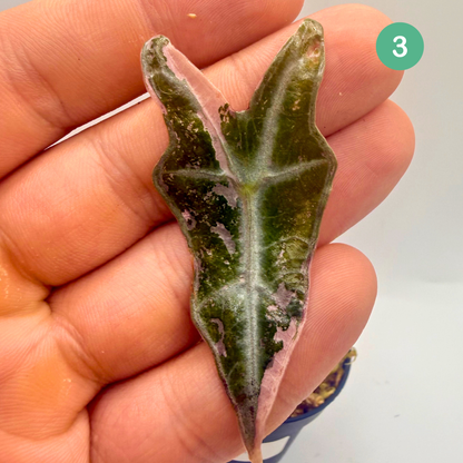 Alocasia Sanderiana Nobilis Pink Variegata