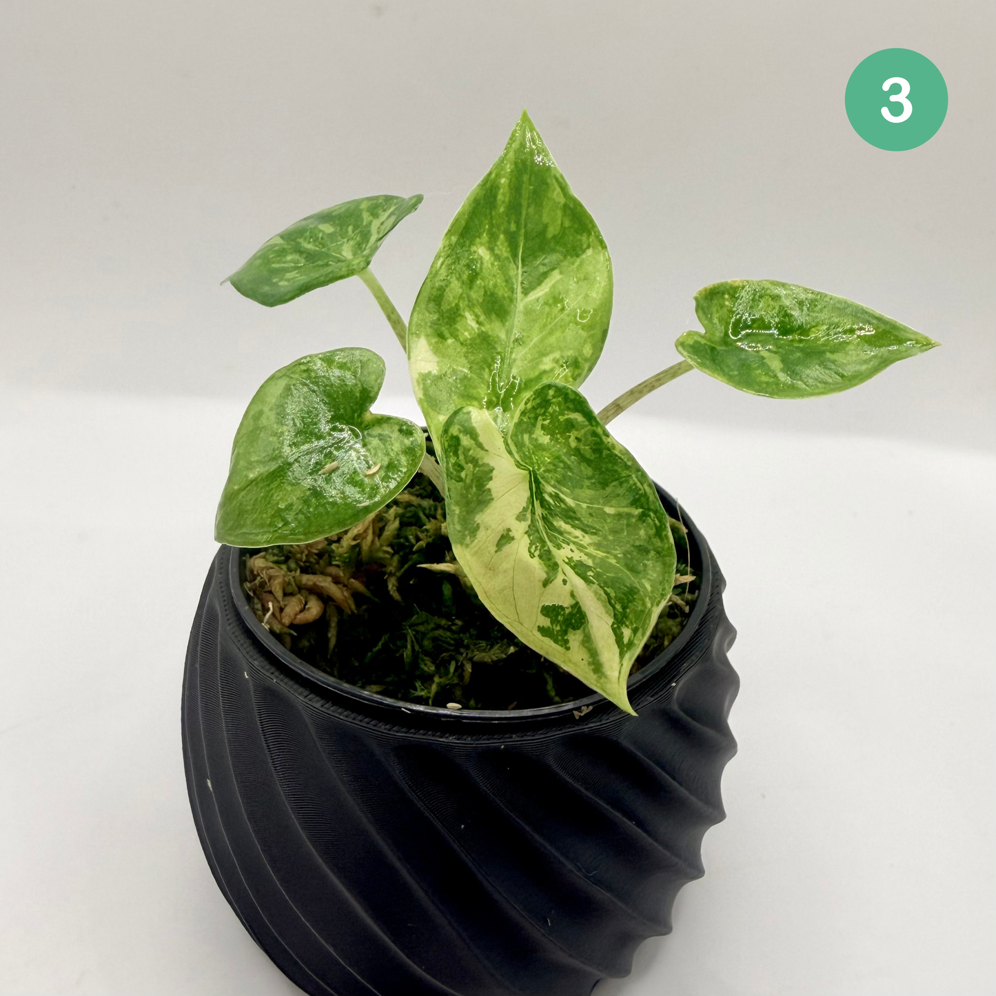 Alocasia Corazón Albo Variegata