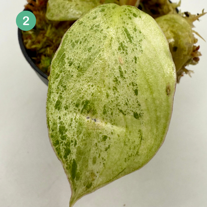 Philodendron Paraíso Verde Albo Variegated