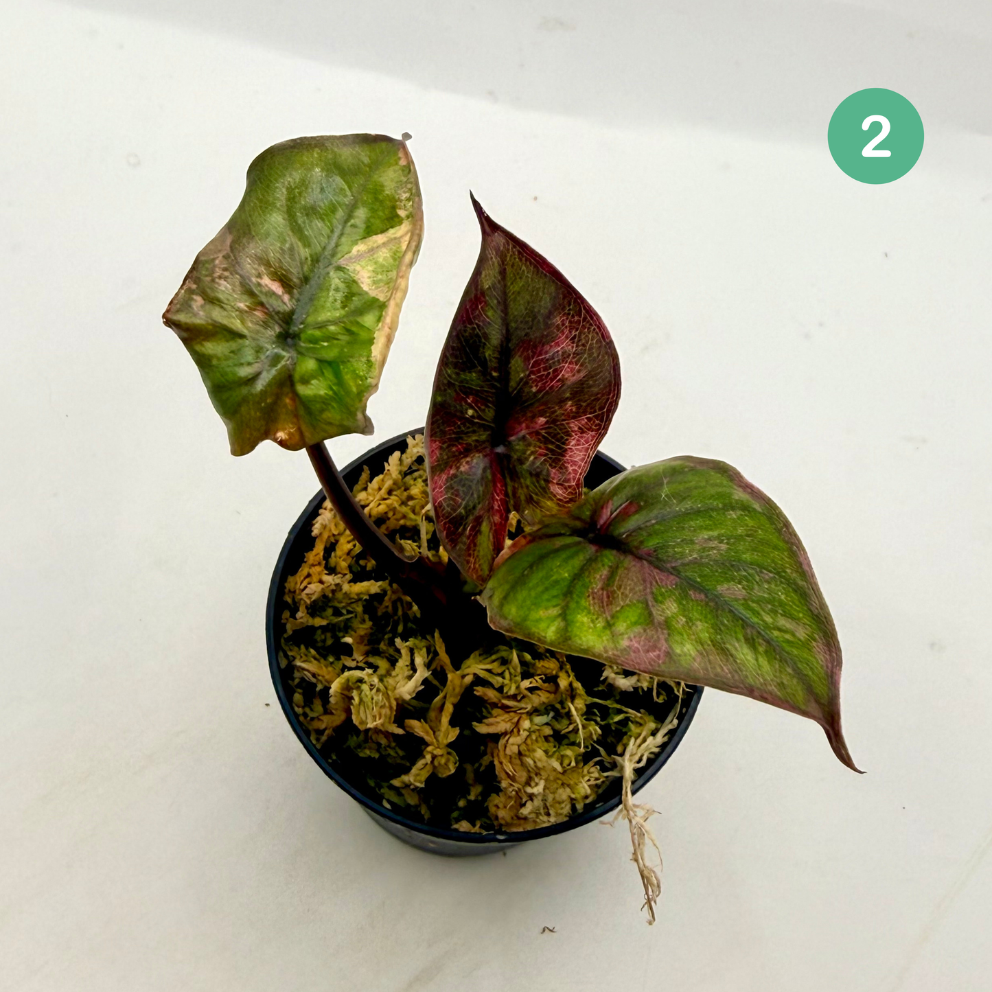 Alocasia Serendipity Variegata