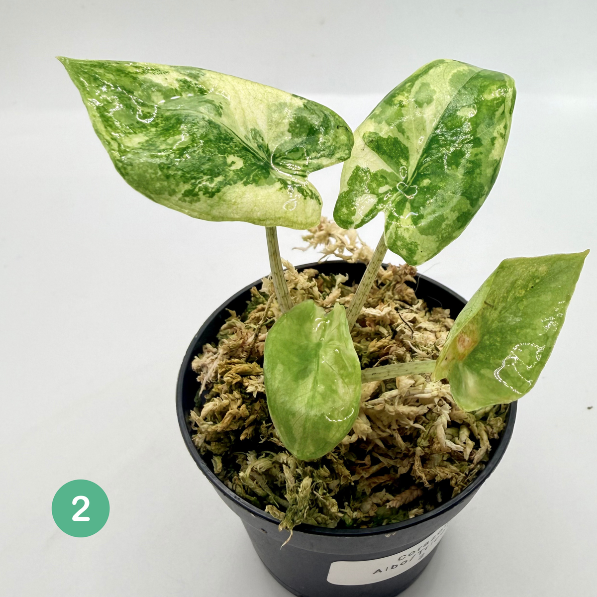 Alocasia Corazón Albo/Tricolor Variegata