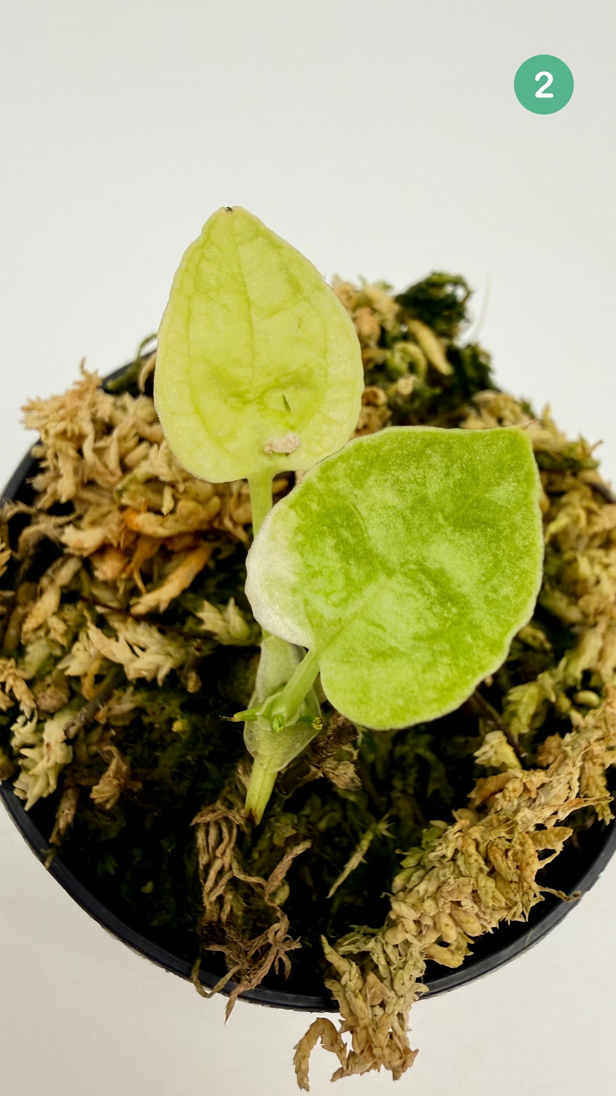 Anthurium Papillilaminum  x  Magnificum Variegata
