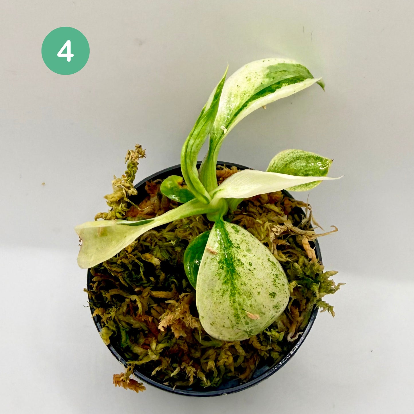 Philodendron Billietiae x José Buono Variegated