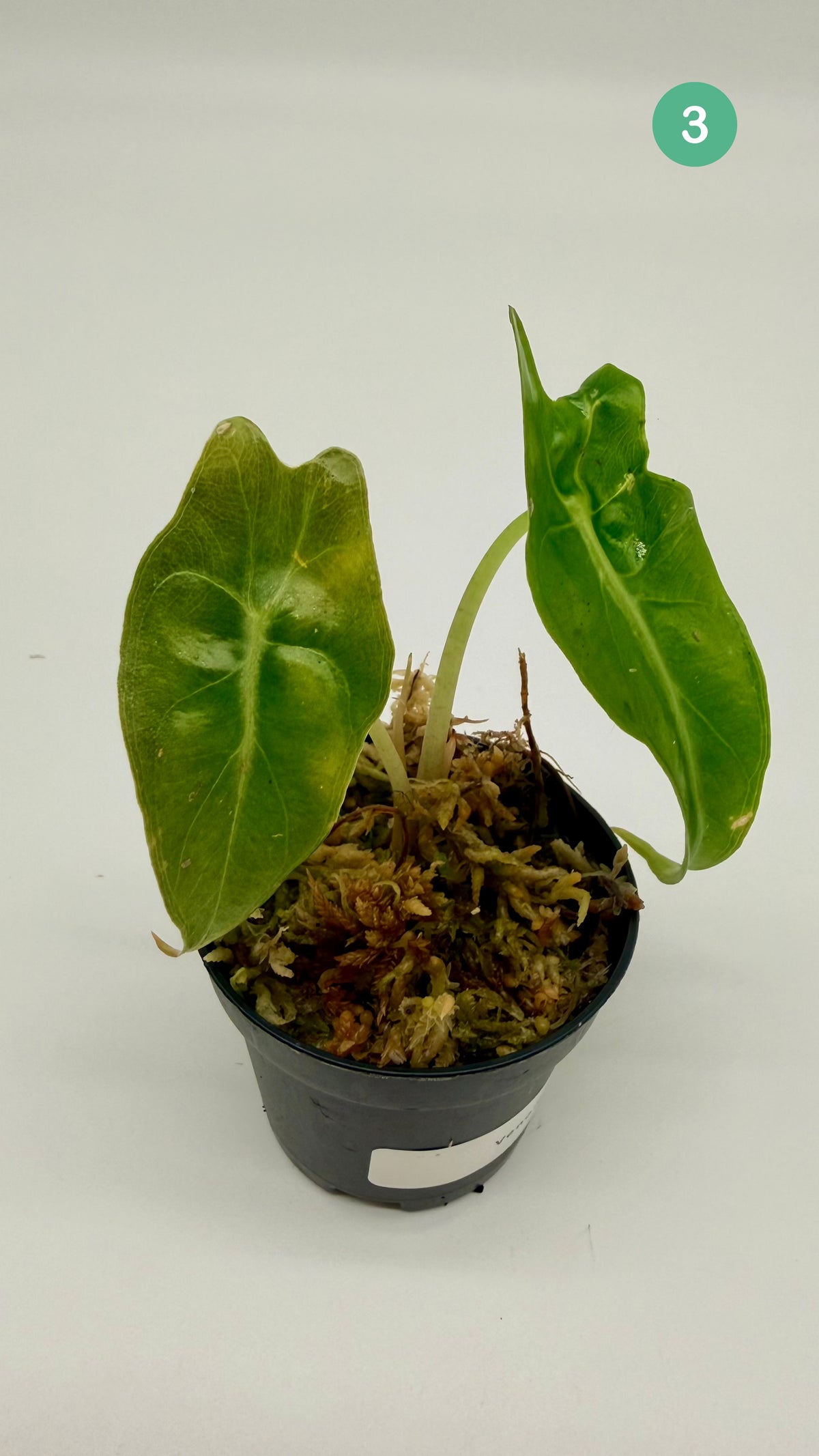 Alocasia Venom