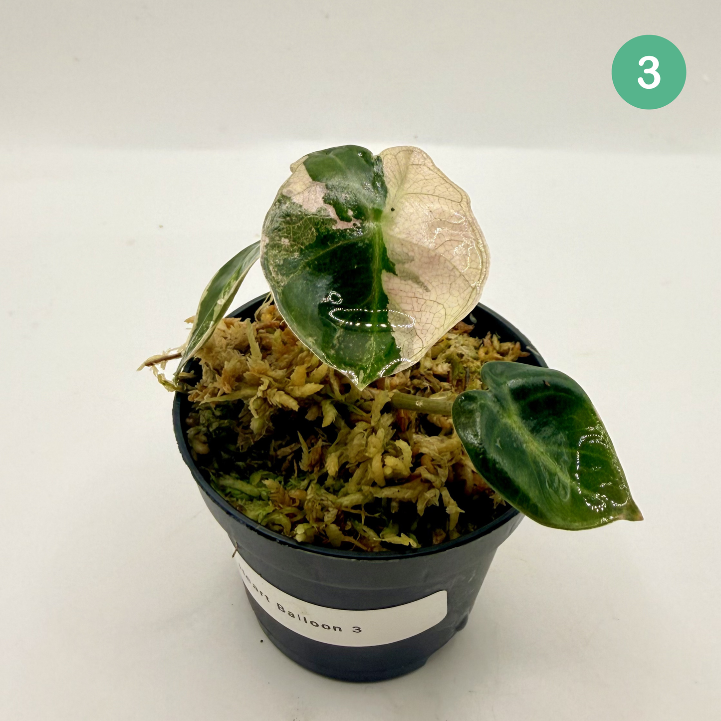 Alocasia Heart Balloon Pink/Albo Variegata