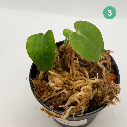 Anthurium Red Crystallinum