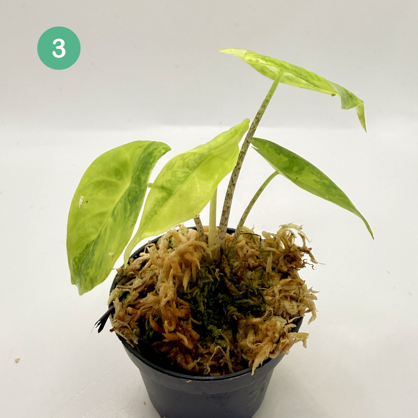 Alocasia Longiloba Aurea Variegata