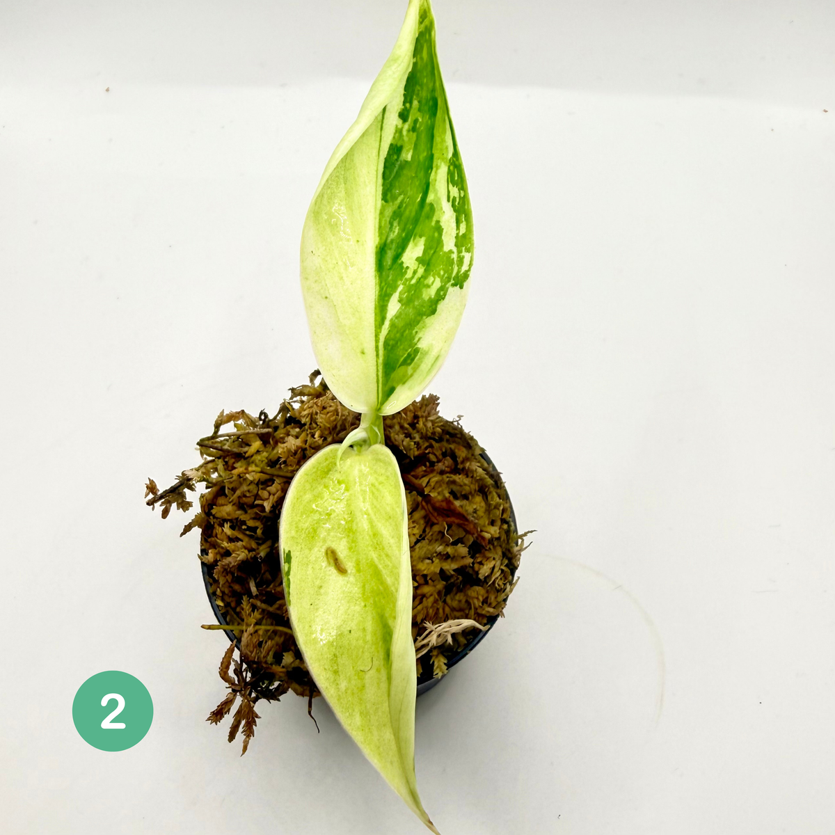 Philodendron Billietiae x José Buono Variegated