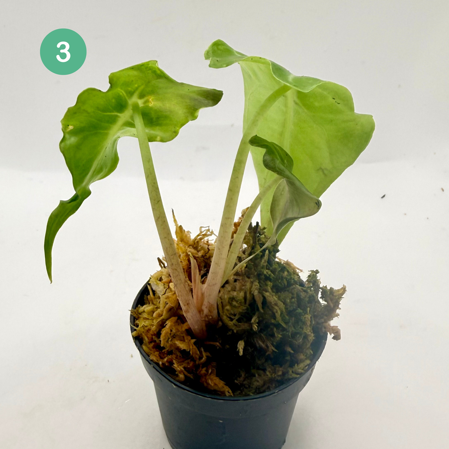 Alocasia Venom