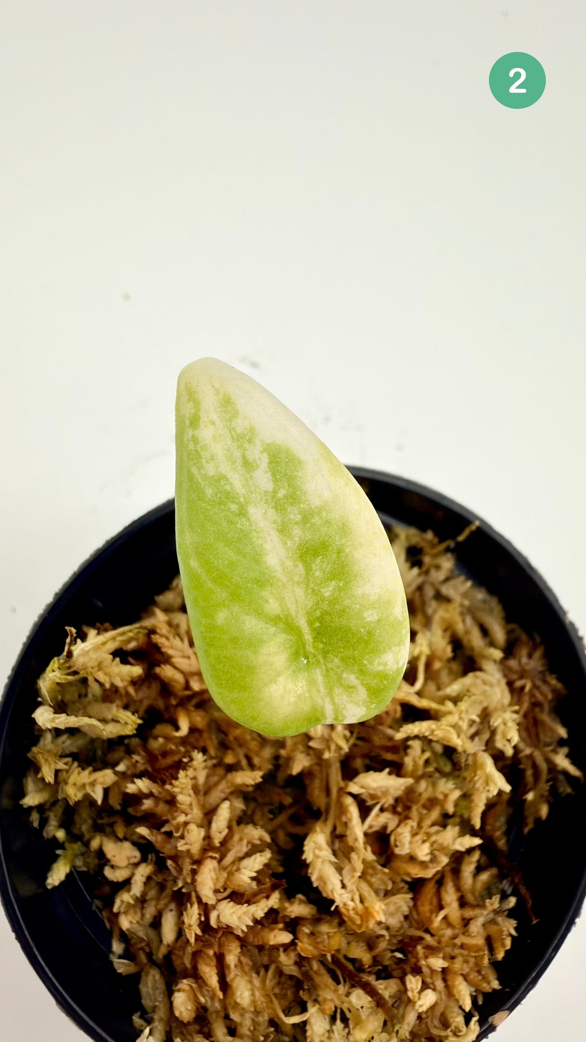 Alocasia Maharani Lemon Lime Variegata