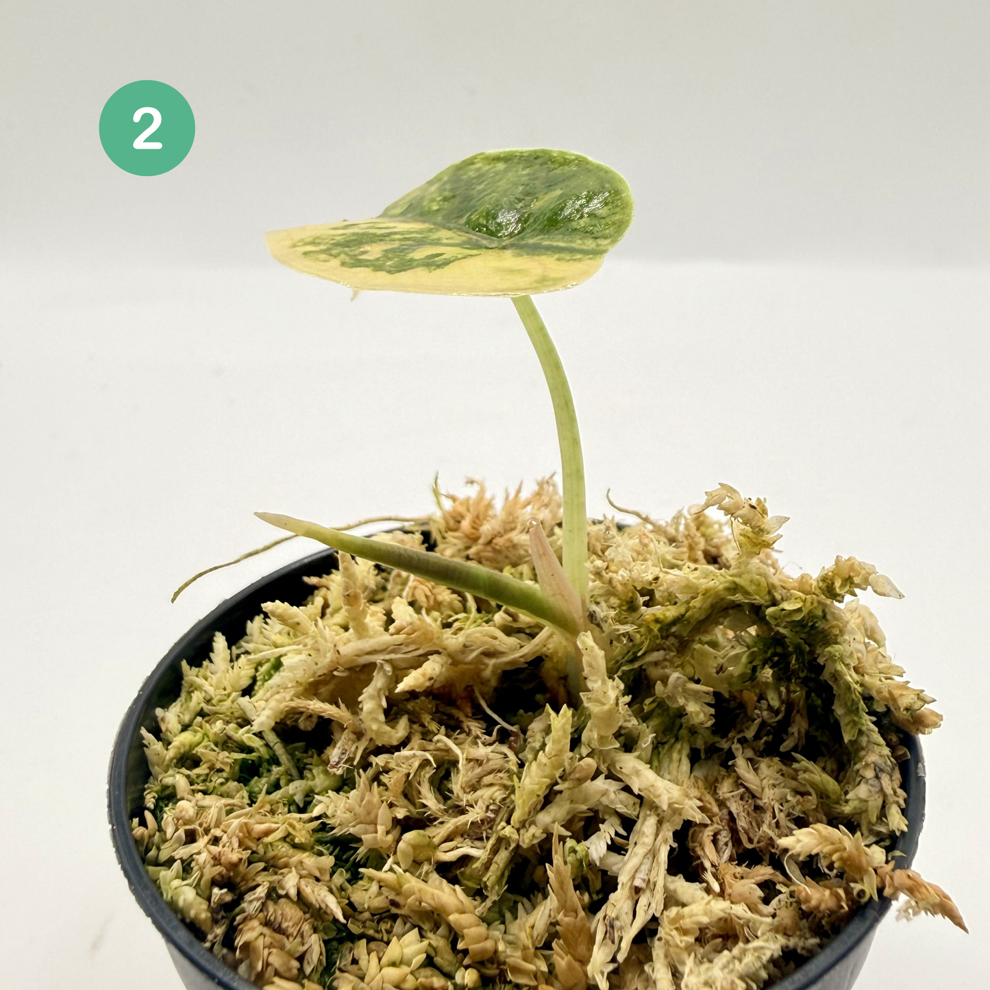 Alocasia Azlanii Aurea Variegata