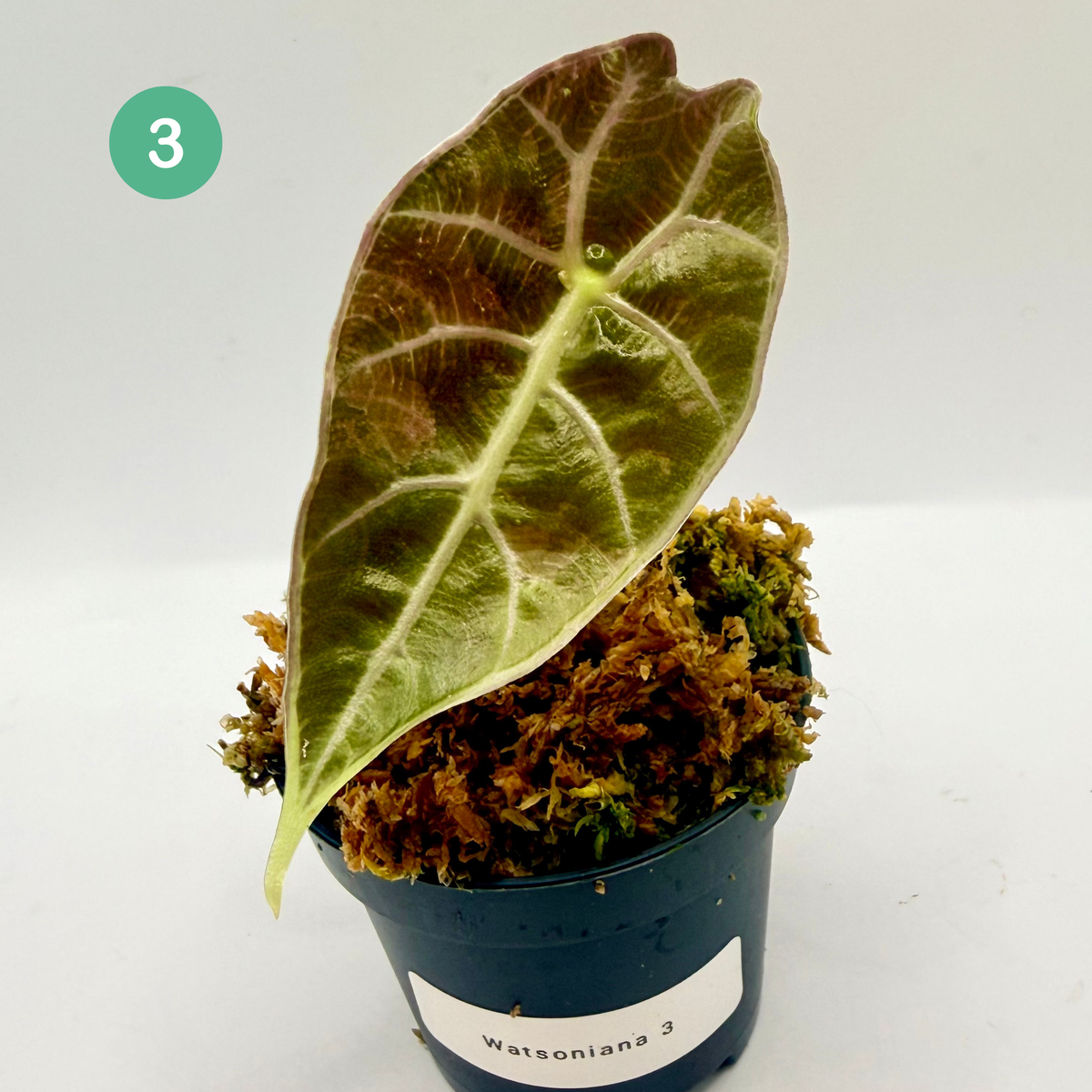 Alocasia Watsoniana Doff - Albo/Pink Variegata