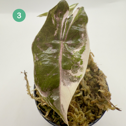 Alocasia Pseudo Sanderiana Albo/Pink Variegata