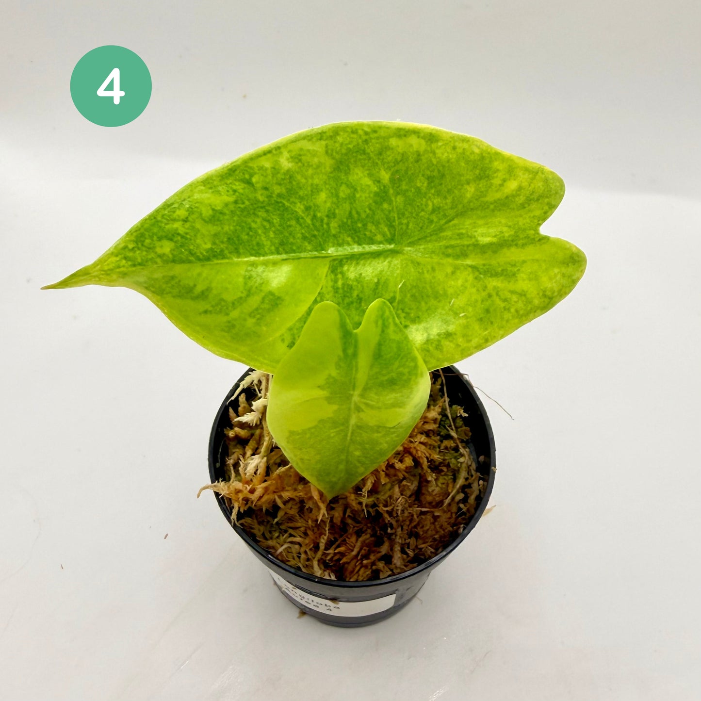Alocasia Longiloba Aurea Variegata