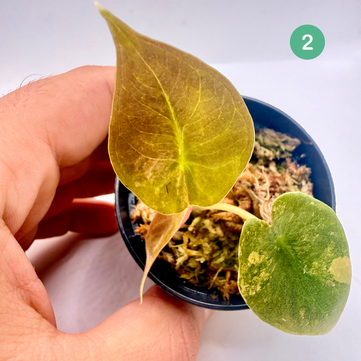 Alocasia Sedenii Aurea Variegata