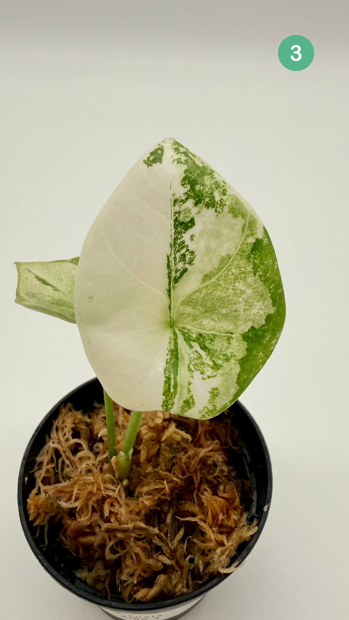 Alocasia Sinuata Albo Variegata
