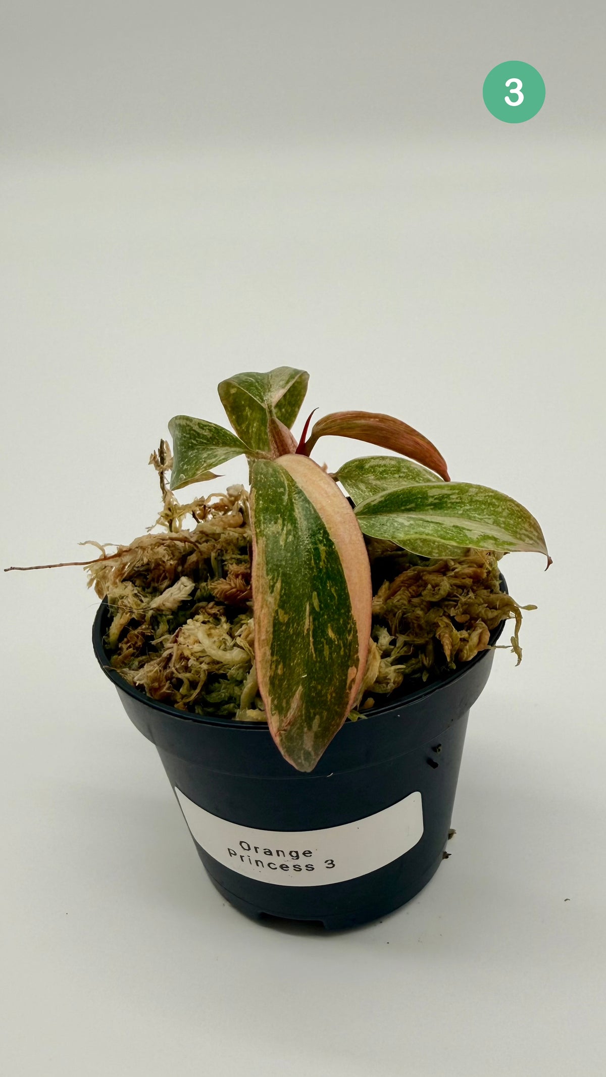 Philodendron Orange Princess Variegated