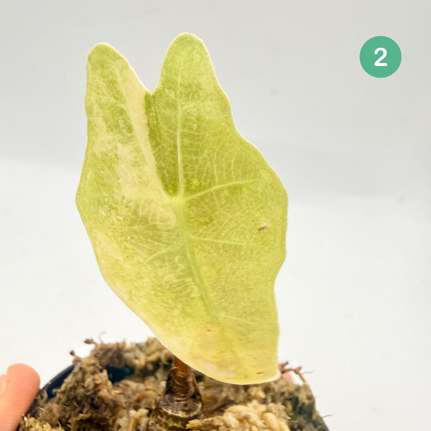 Alocasia Sanderiana Bull Aurea Variegata