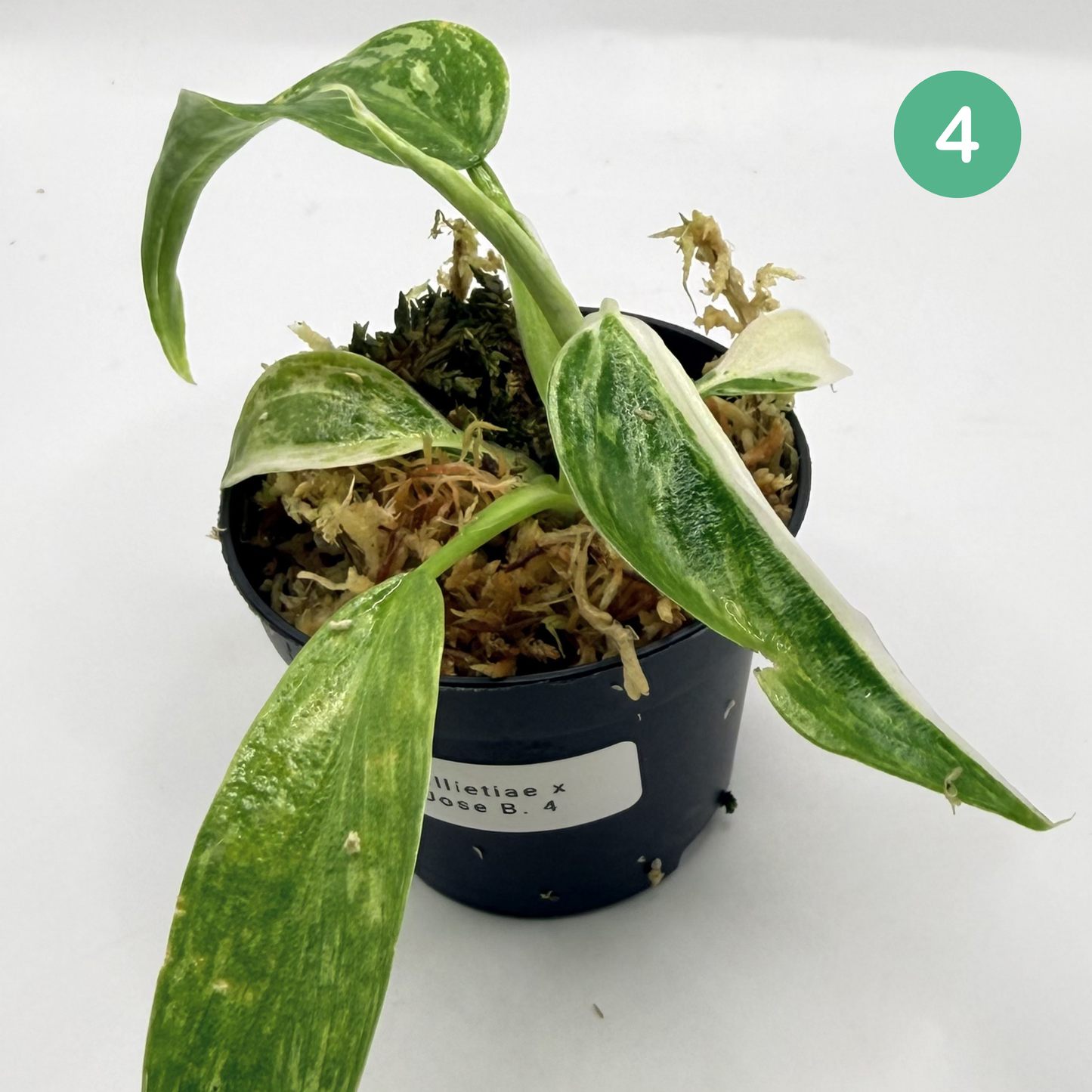 Philodendron Billietiae x José Buono Variegated