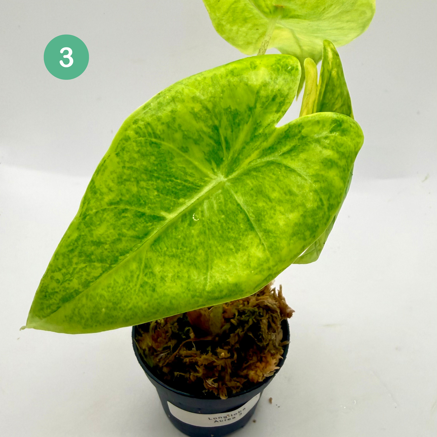 Alocasia Longiloba Aurea Variegata