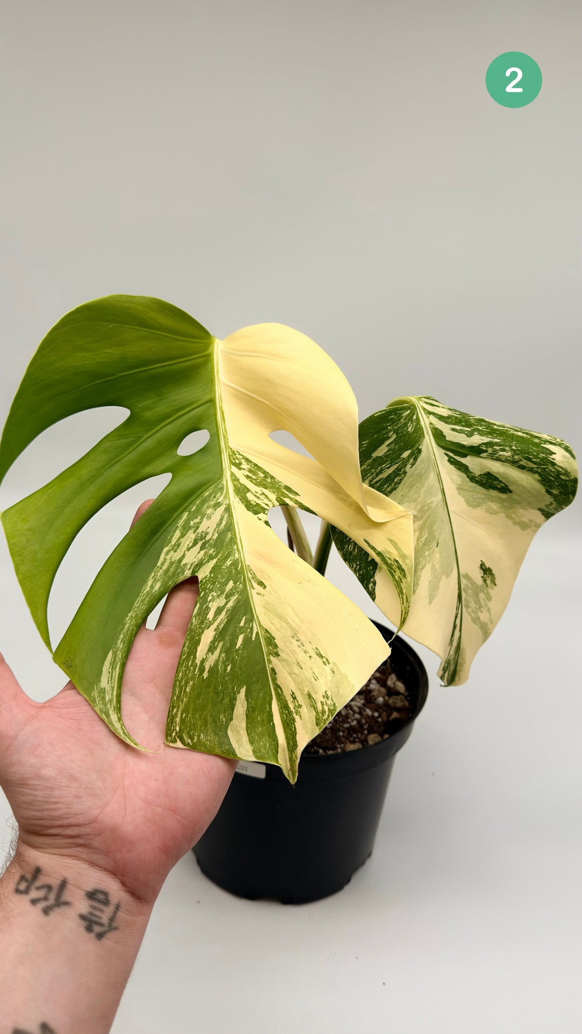 Monstera Deliciosa Variegated - Large Form