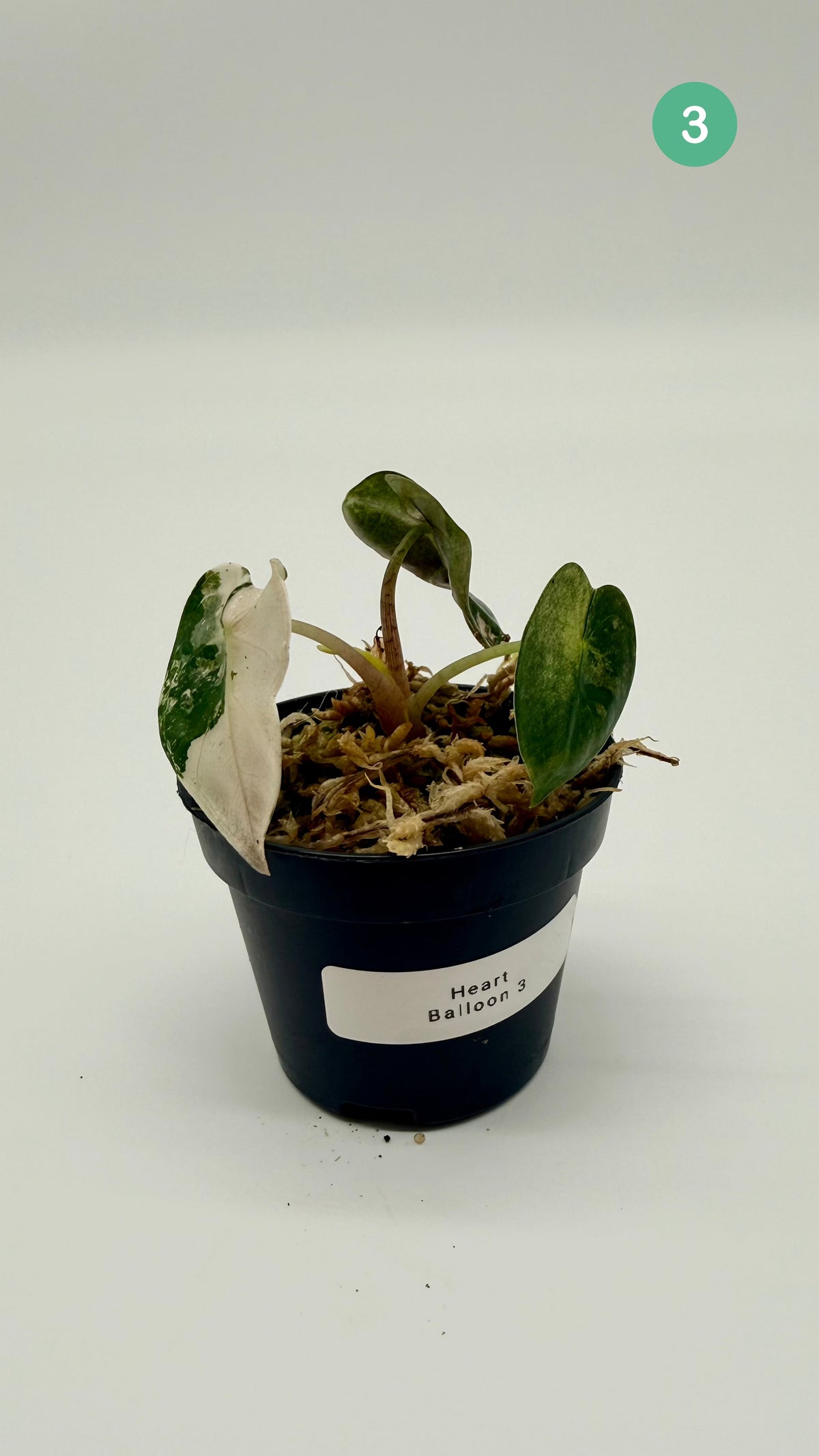 Alocasia Heart Balloon Pink/Albo Variegata
