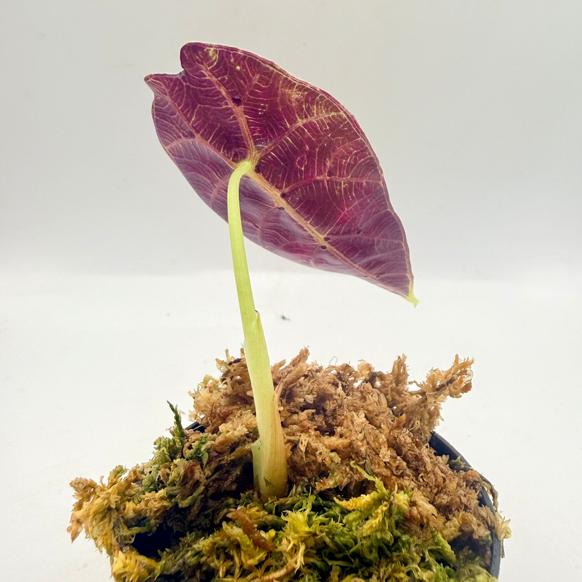 Alocasia Watsoniana Doff - Albo/Pink Variegata