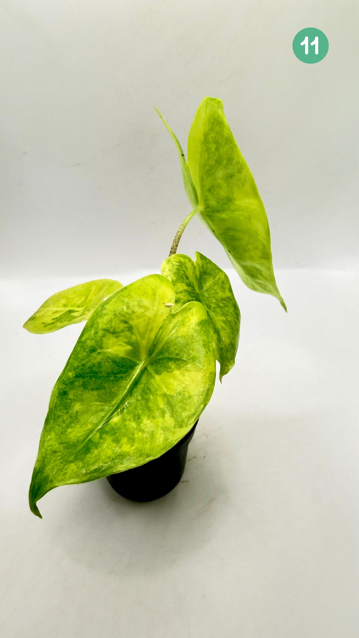 Alocasia Longiloba Aurea Variegata