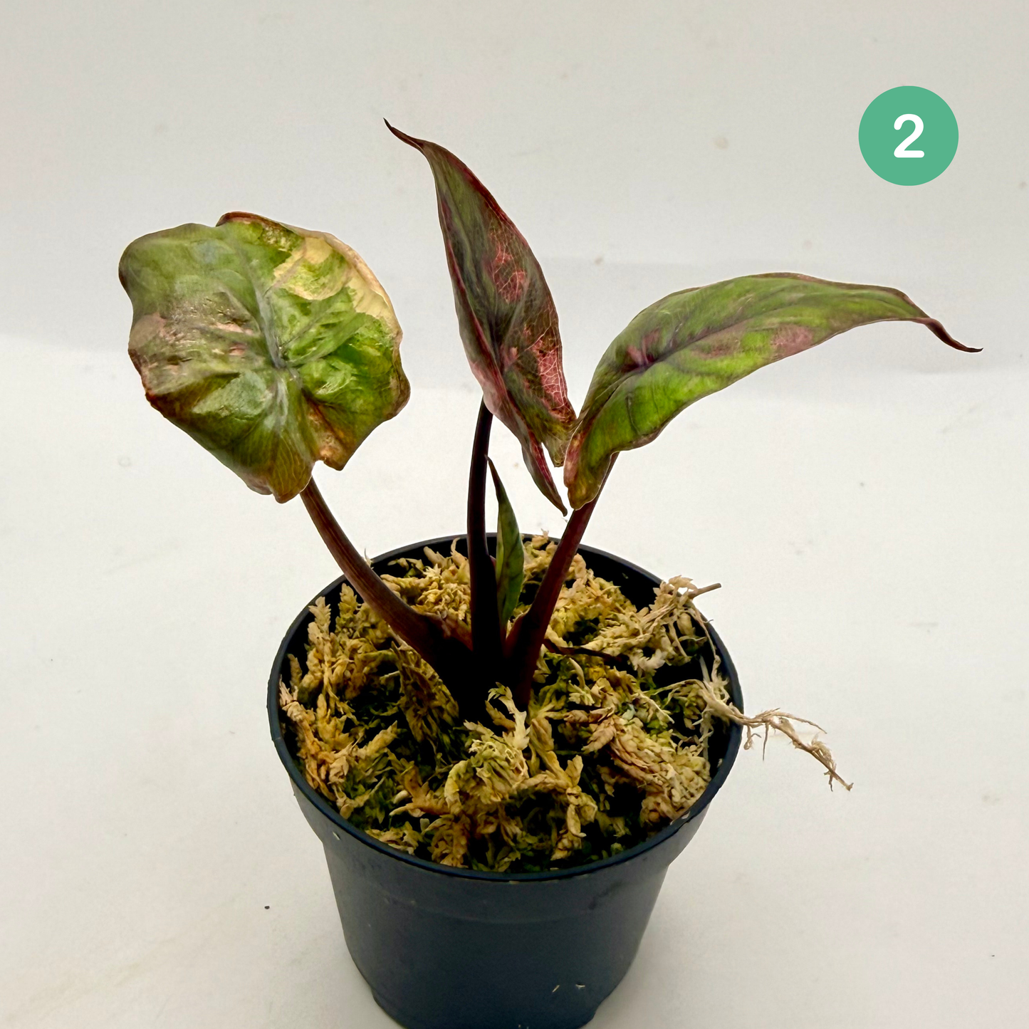 Alocasia Serendipity Variegata