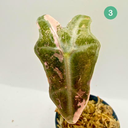 Alocasia Sanderiana Nobilis Pink Variegata