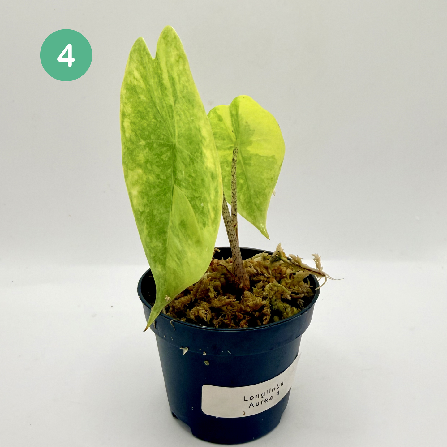 Alocasia Longiloba Aurea Variegata