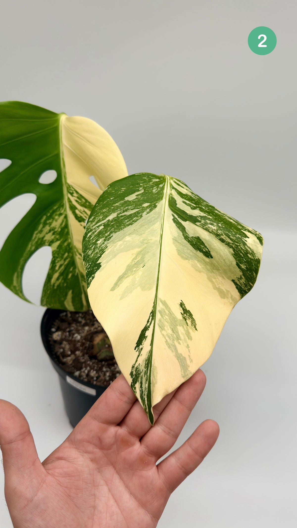 Monstera Deliciosa Variegated - Large Form