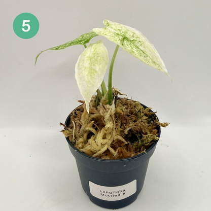 Alocasia Longiloba Mottled Variegata