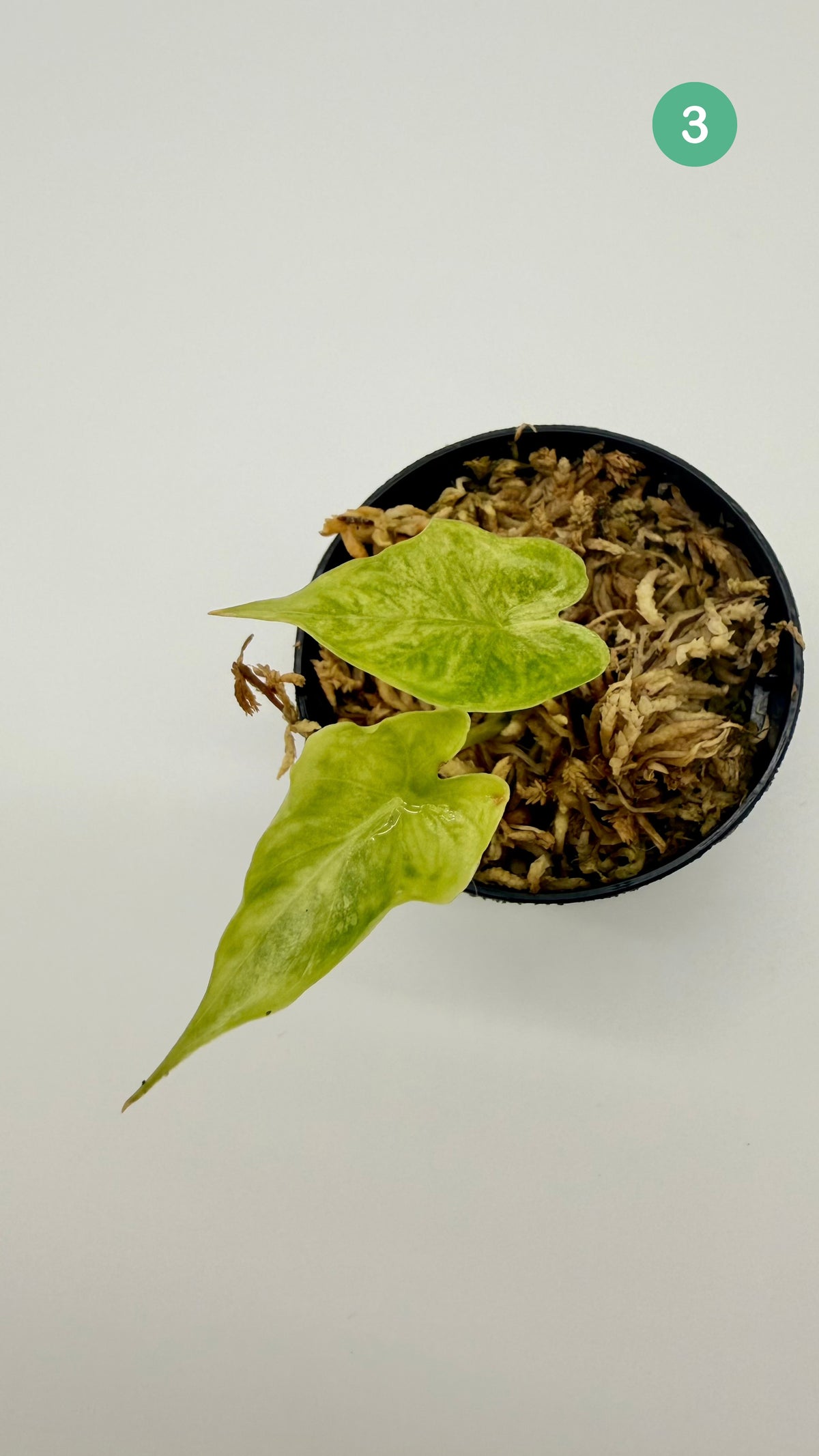 Alocasia Puber Aurea Variegata