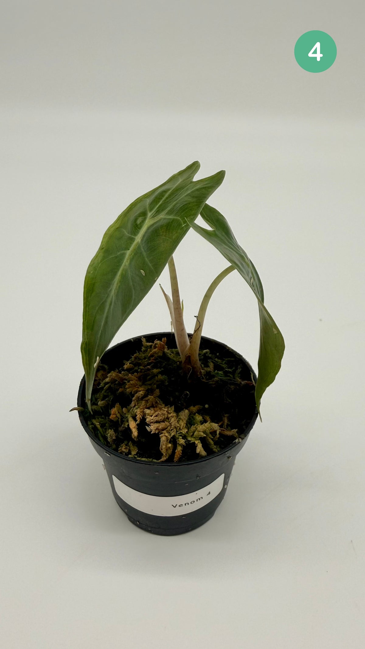 Alocasia Venom
