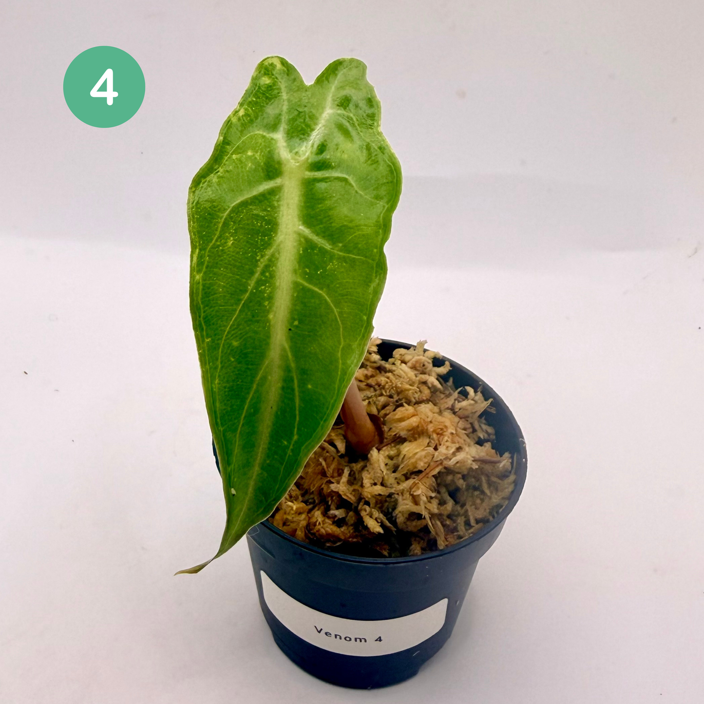 Alocasia Venom
