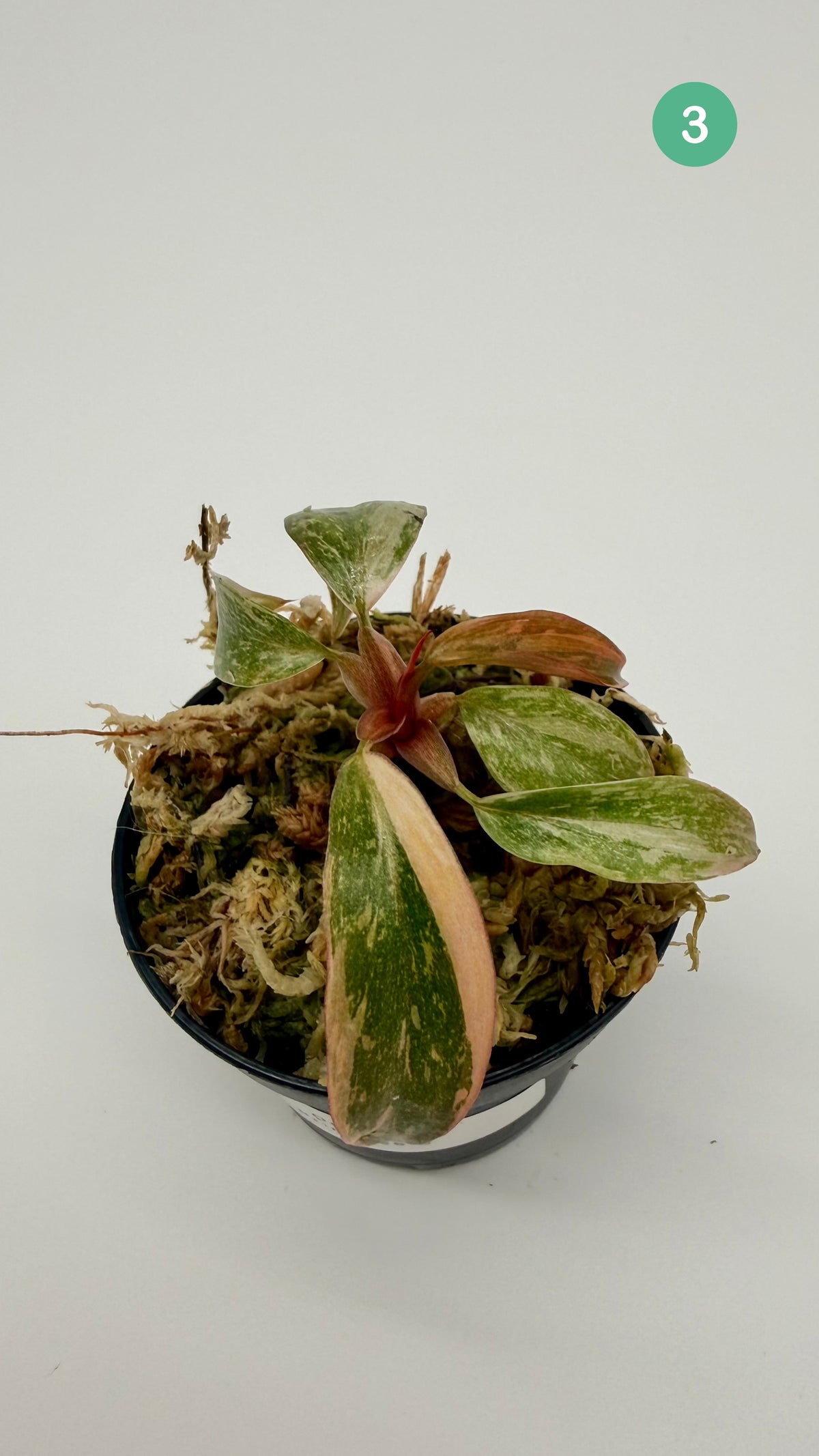 Philodendron Orange Princess Variegated
