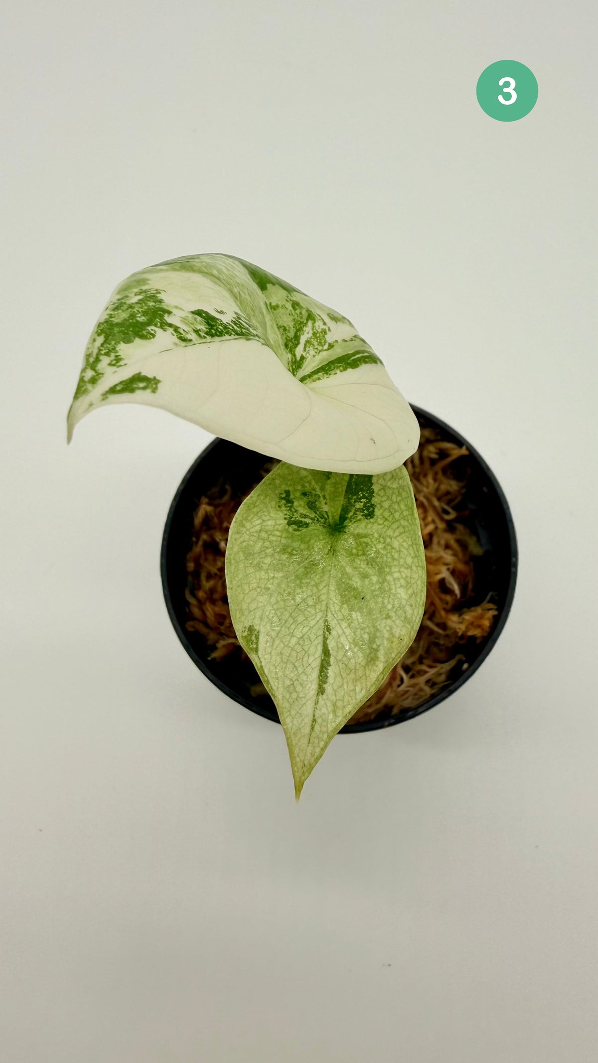 Alocasia Sinuata Albo Variegata