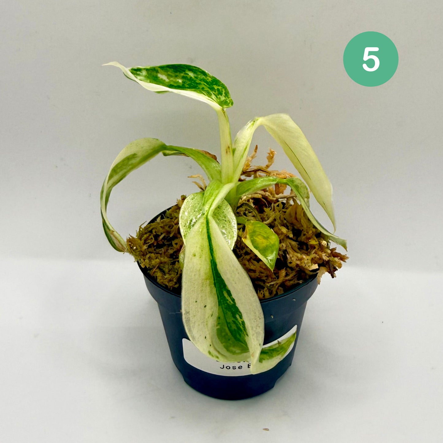Philodendron Billietiae x José Buono Variegated