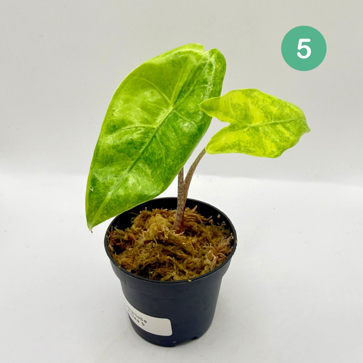 Alocasia Longiloba Aurea Variegata