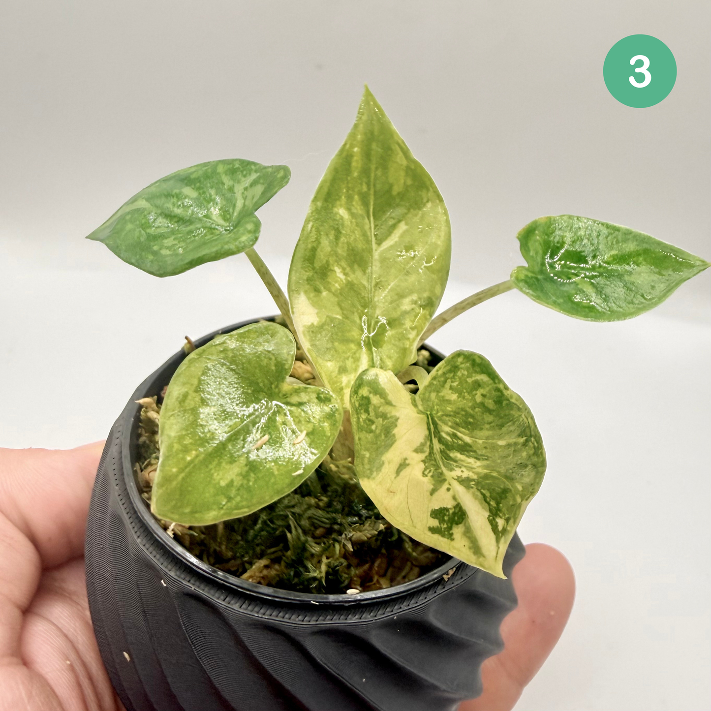 Alocasia Corazón Albo Variegata