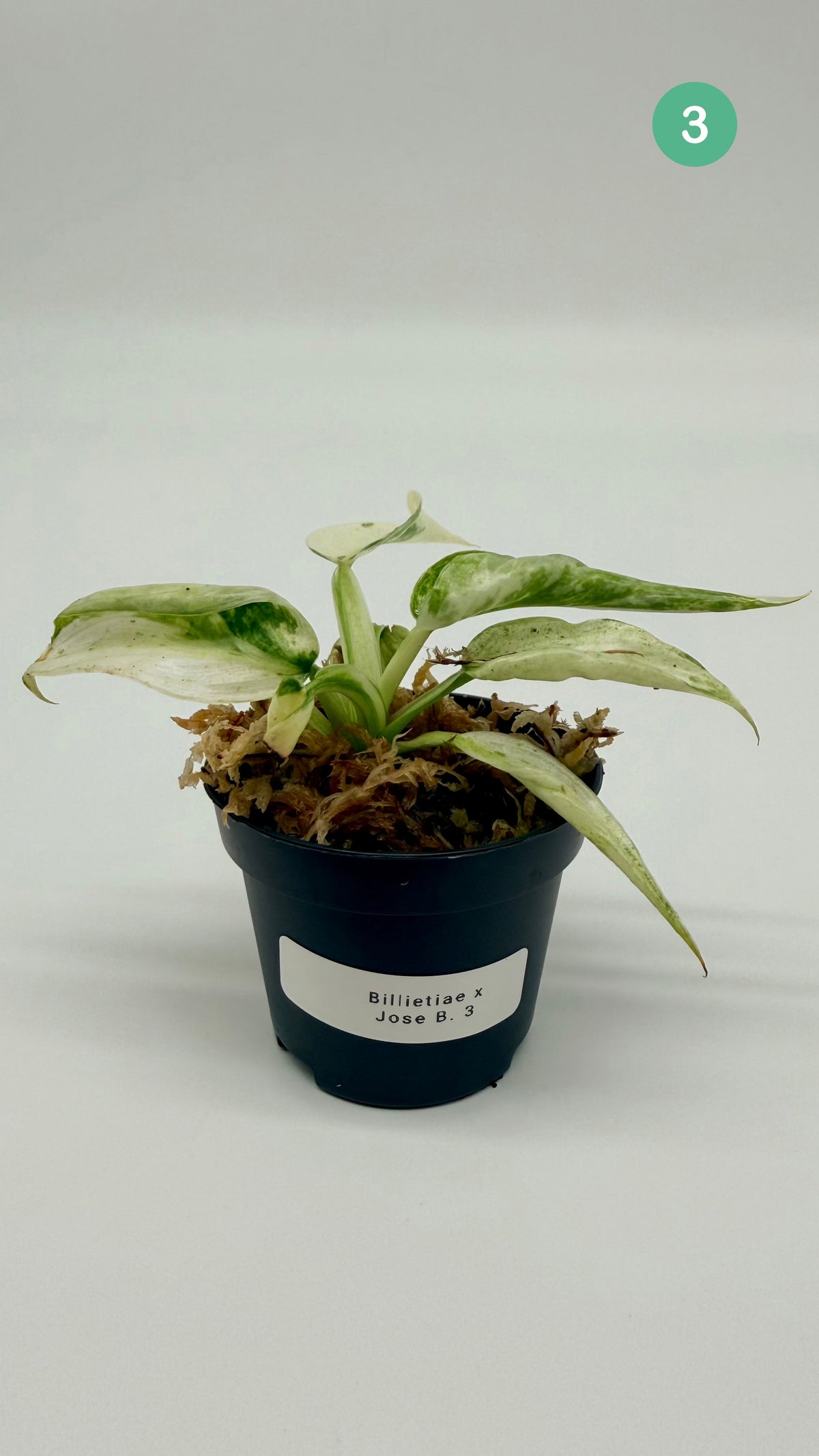 Philodendron Billietiae x José Buono Variegated