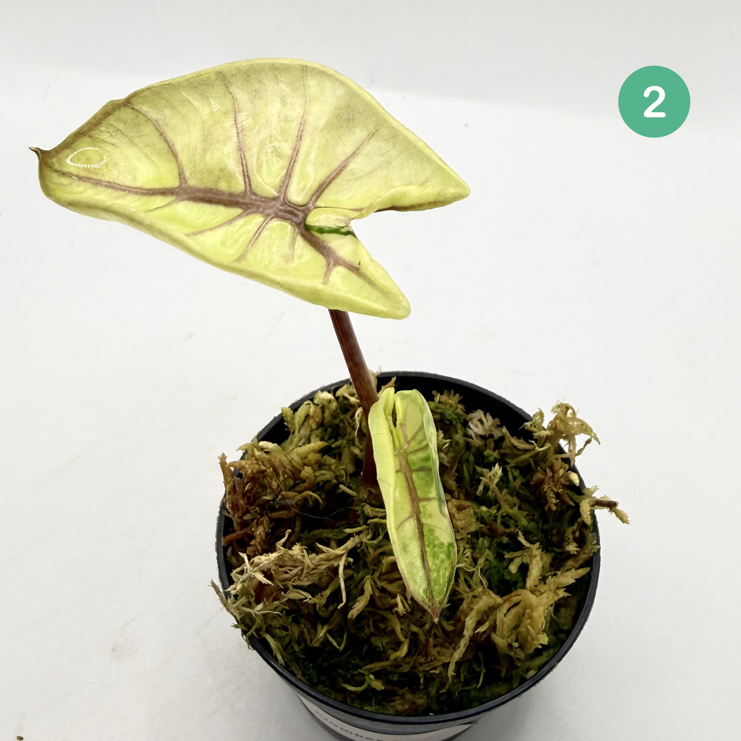 Alocasia Plumbea Nigra Albo/Pink Variegata