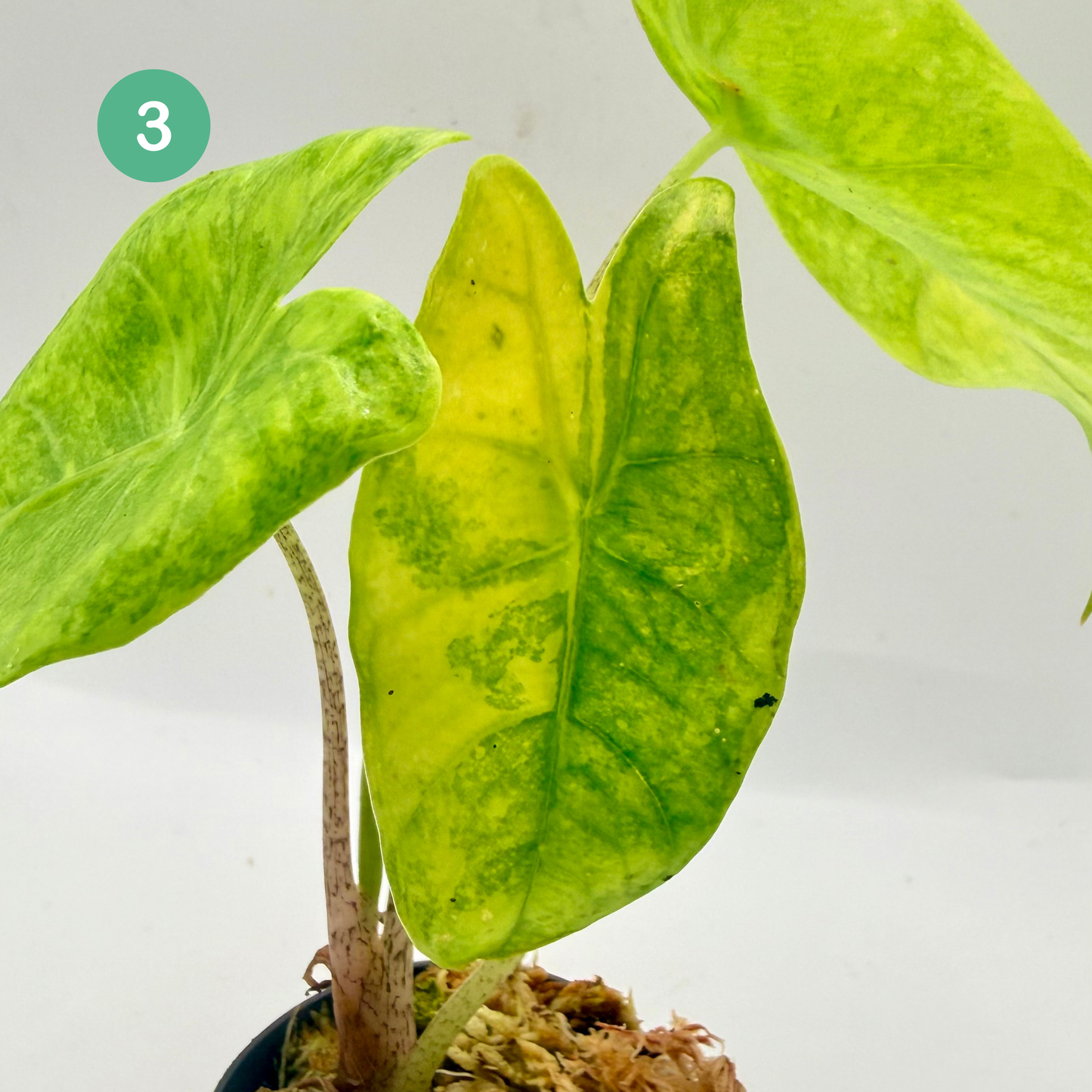Alocasia Longiloba Aurea Variegata