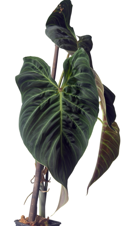 Philodendron Splendid - Large Leaves