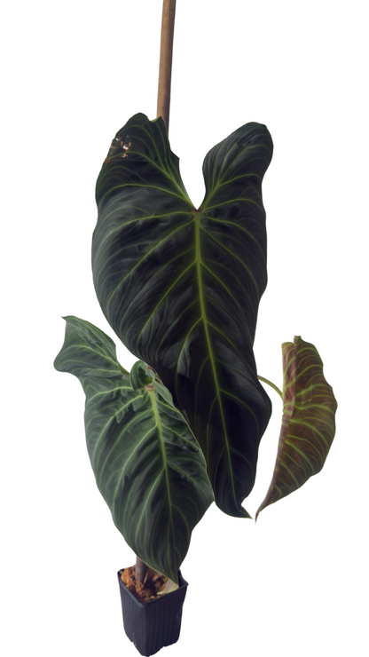 Philodendron Splendid - Large Leaves