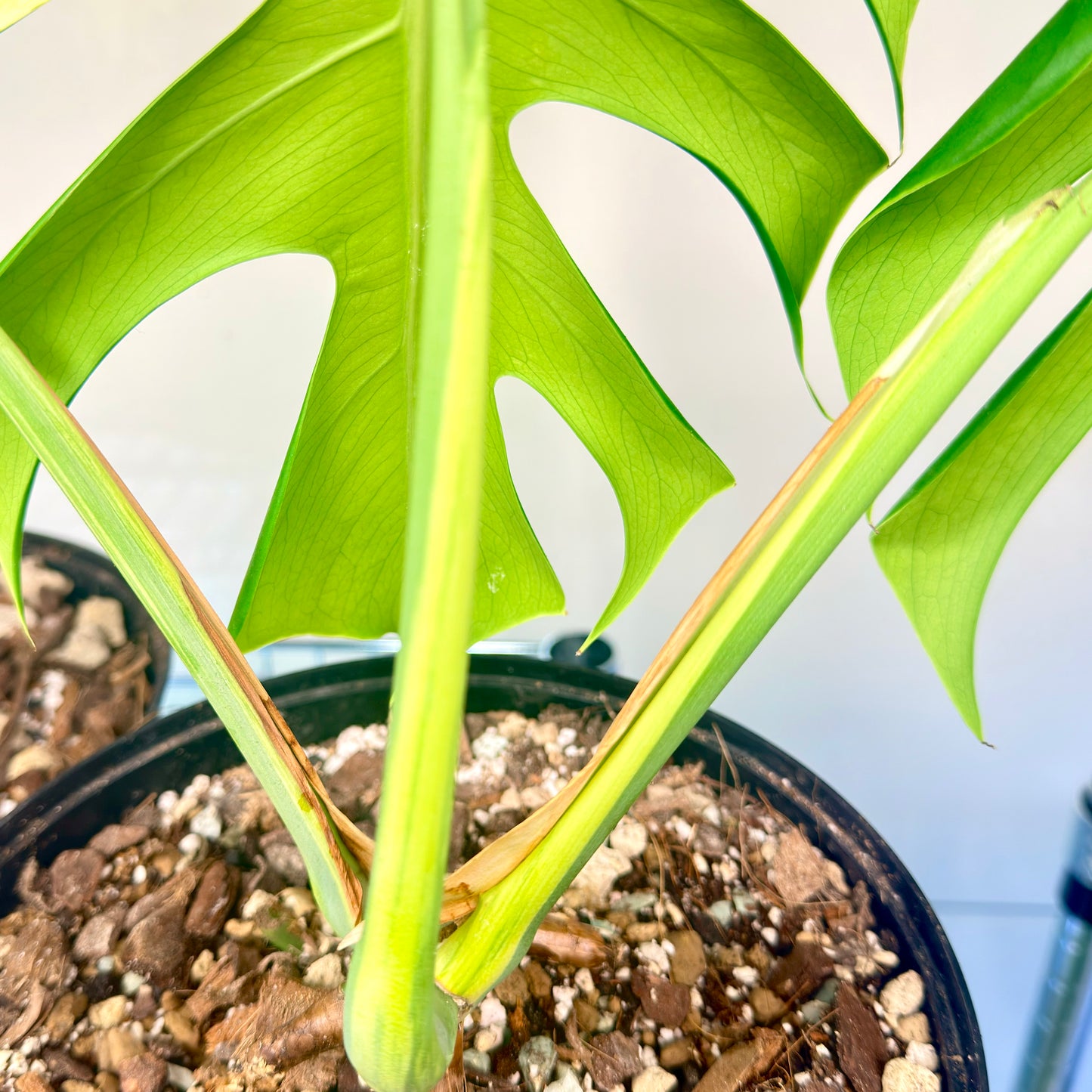 Monstera  Aurea Variegata