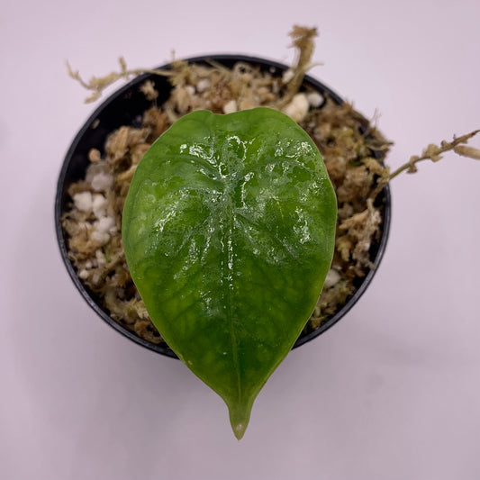 Alocasia Heterophylla 'Corazon'